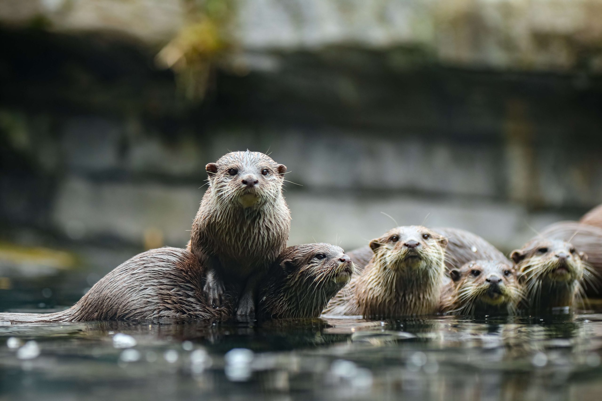 How to Use #Ottertime to Fight Online Hate and Disorient Trolls